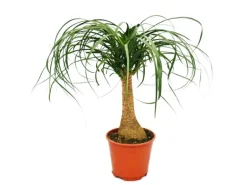 Exotenherz Elefantenfuss Zimmerpflanze ca. 35cm