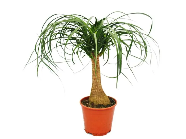 Exotenherz Elefantenfuss Zimmerpflanze ca. 35cm