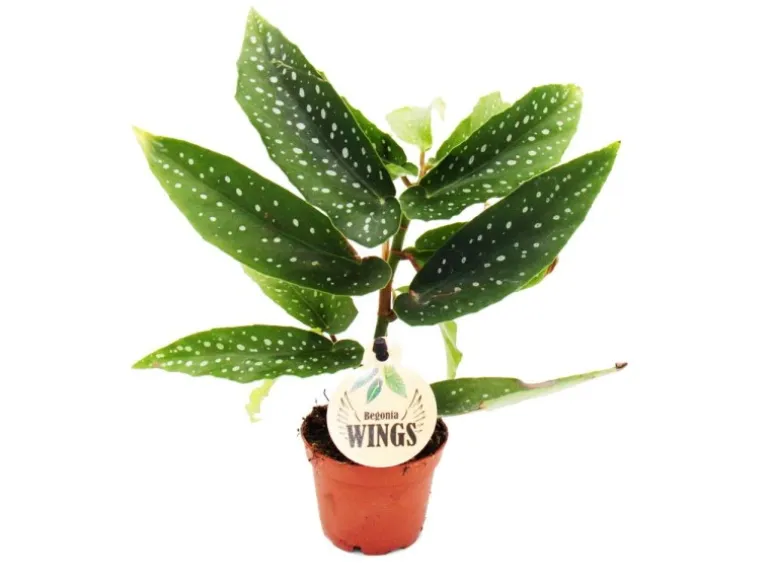 Exotenherz Engelsflügelbegonie Begonia Angel Wings Grüne Blätter Minipflanze im 5,5cm Topf