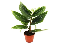 Exotenherz Engelsflügelbegonie Begonia Angel Wings Grüne Blätter Minipflanze im 5,5cm Topf