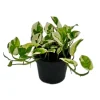 Exotenherz Epipremnum Aureum NJoy Efeutute Kleinblättrig und Weissbunt 12cm Topf