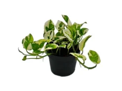 Exotenherz Epipremnum Aureum NJoy Efeutute Kleinblättrig und Weissbunt 12cm Topf
