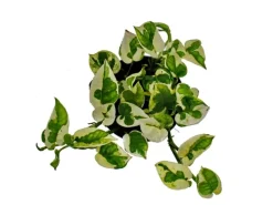 Exotenherz Epipremnum Aureum NJoy Efeutute Kleinblättrig und Weissbunt 12cm Topf