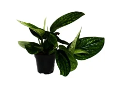 Exotenherz Epipremnum Pinnatum Marble Planet Grüne Strukturefeutute 12cm Topf