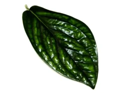 Exotenherz Epipremnum Pinnatum Marble Planet Grüne Strukturefeutute 12cm Topf