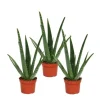 Exotenherz 3er Set Aloe Vera ca. 2 Jahre Alt 10,5cm Topf