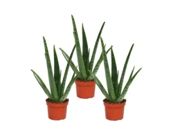 Exotenherz 3er Set Aloe Vera ca. 2 Jahre Alt 10,5cm Topf