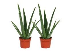 Exotenherz 2er Set Aloe Vera ca. 2 Jahre Alt 10,5cm Topf
