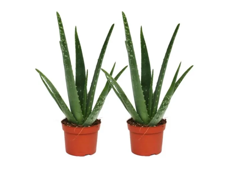 Exotenherz 2er Set Aloe Vera ca. 2 Jahre Alt 10,5cm Topf