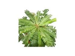 Exotenherz 2er Set Biophytum Sensitivum Südseepalme 9cm Tontopf