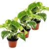 Exotenherz 3er Set Efeutute Scindapsus Epipremnum 12cm Topf