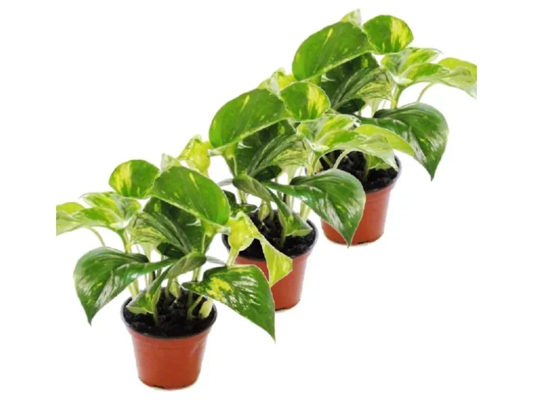 Exotenherz 3er Set Efeutute Scindapsus Epipremnum 12cm Topf