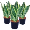 Exotenherz 3er Set Sansevieria Trifasciata Gelbgrüner Bogenhanf 9cm Topf
