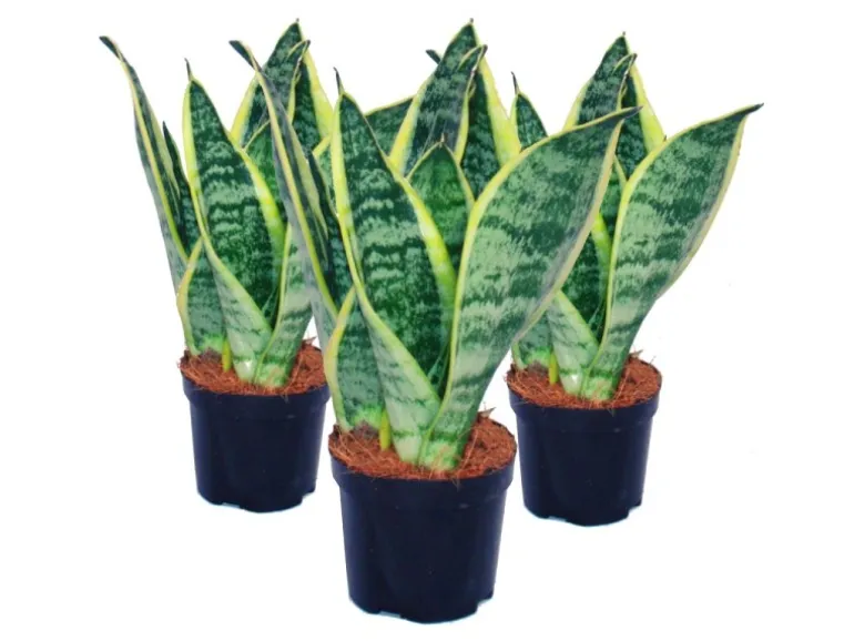 Exotenherz 3er Set Sansevieria Trifasciata Gelbgrüner Bogenhanf 9cm Topf