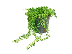 Exotenherz Erbse Am Band Senecio Herreanus im 12cm Topf