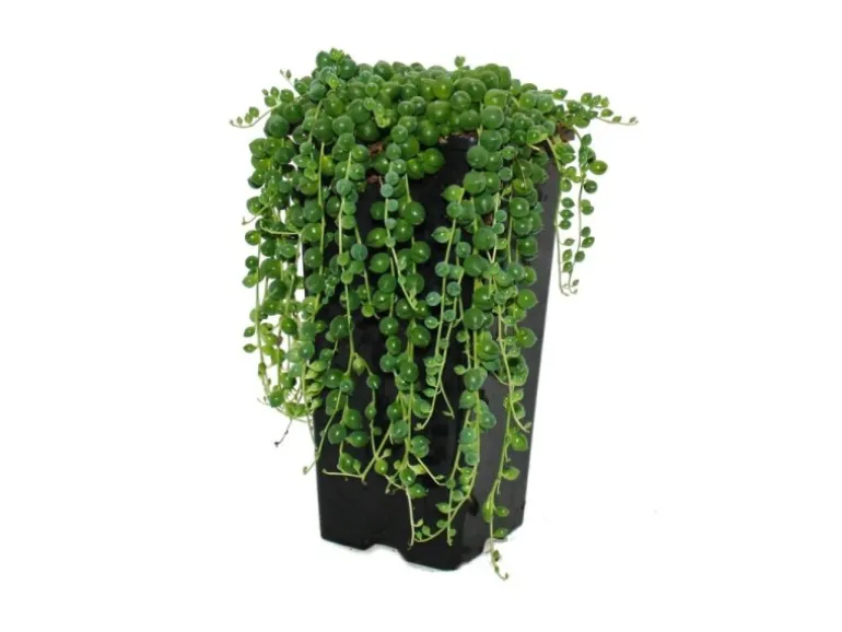 Exotenherz Erbse Am Band Senecio Rowleyanus 14cm Topf