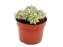 Exotenherz Euphorbia Meloformis Variegata Panaschierte Kugel-Wolfsmilch 10,5cm Topf Ausgefallene Sukkulente