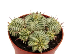 Exotenherz Euphorbia Meloformis Variegata Panaschierte Kugel-Wolfsmilch 10,5cm Topf Ausgefallene Sukkulente