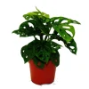 Exotenherz Fensterblatt Monstera Monkey Mask 12cm Topf