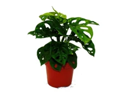 Exotenherz Fensterblatt Monstera Monkey Mask 12cm Topf