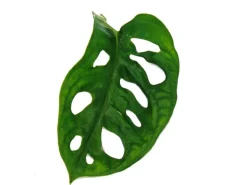 Exotenherz Fensterblatt Monstera Monkey Mask 12cm Topf