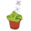 Exotenherz Fettkraut Pinguicula Überraschungssorte 9cm Topf