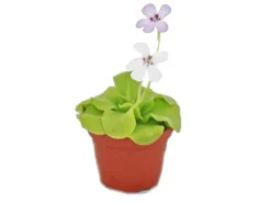 Exotenherz Fettkraut Pinguicula Überraschungssorte 9cm Topf