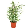 Exotenherz Ficus Benjamini Twilight Birkenfeige 14cm