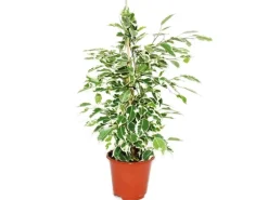 Exotenherz Ficus Benjamini Twilight Birkenfeige 14cm