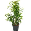 Exotenherz Ficus Benjamini Anastasia im 17cm Topf