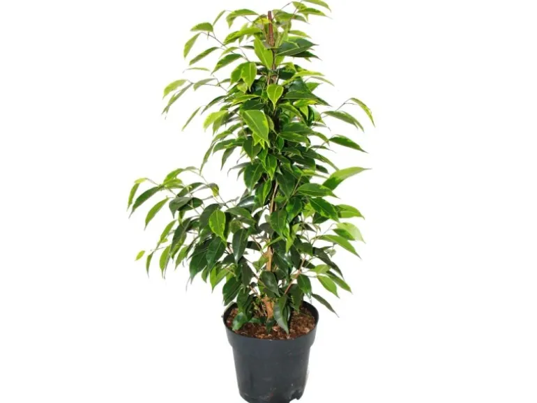 Exotenherz Ficus Benjamini Anastasia im 17cm Topf