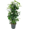 Exotenherz Ficus Benjamini Danielle im 17cm Topf