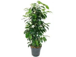 Exotenherz Ficus Benjamini Danielle im 17cm Topf
