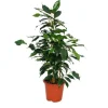 Exotenherz Ficus Benjamini Danielle Birkenfeige 14cm