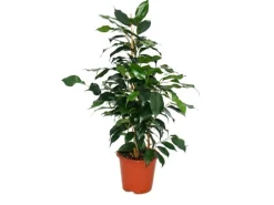 Exotenherz Ficus Benjamini Danielle Birkenfeige 14cm