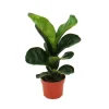 Exotenherz Ficus Lyrata Geigenfeige 12cm Topf