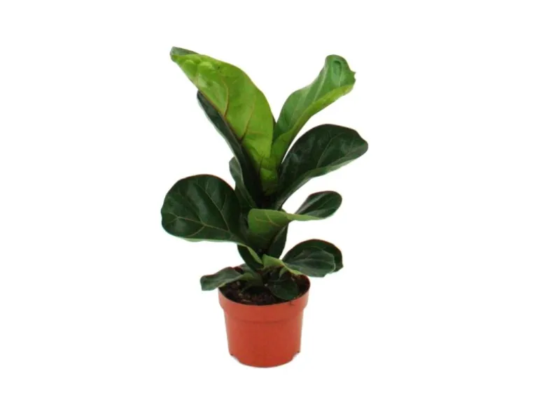 Exotenherz Ficus Lyrata Geigenfeige 12cm Topf