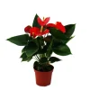 Exotenherz Flamingoblume Sierra Red Rot Anthurium Andreanum 14cm