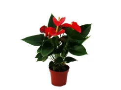 Exotenherz Flamingoblume Sierra Red Rot Anthurium Andreanum 14cm