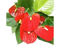 Exotenherz Flamingoblume Sierra Red Rot Anthurium Andreanum 14cm