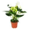 Exotenherz Flamingoblume Sierra White Weiss Anthurium Andreanum 14cm