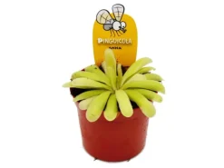 Exotenherz Fleischfressende Pflanze Zierliches Fettkraut Pinguicula Anna 9cm Topf