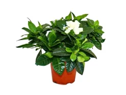 Exotenherz Gardenie Duftende Blütenpflanze mit Cremeweiß Farbenen Blüten 12cm Topf