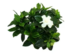 Exotenherz Gardenie Duftende Blütenpflanze mit Cremeweiß Farbenen Blüten 12cm Topf