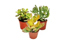 Exotenherz Geldbaum-Set 3 Verschiedene Crassula-Arten im 5,5cm Topf