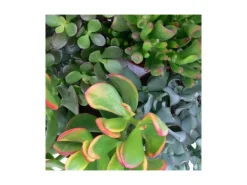 Exotenherz Geldbaum-Set 3 Verschiedene Crassula-Arten im 5,5cm Topf