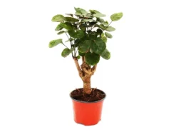 Exotenherz Glänzende Fiederaralie Polyscias Scutellaria Fabian Pflegeleichte Zimmerpflanze 12cm Topf