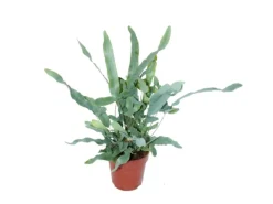 Exotenherz Goldtüpfelfarn Blue Star Phlebodium Aureum 12cm