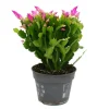 Exotenherz Großer Weihnachtskaktus Schlumbergera XXL 17cm Topf ca. 25-35cm Hoch Rosa Blüten Leuchtend Pink