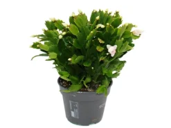 Exotenherz Großer Weihnachtskaktus Schlumbergera XXL 17cm Topf ca. 25-35cm Hoch Weisse Blüten